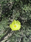Grielum humifusum - Pietsnot,Desert primrose,Duikerwortel -  Potsberg blomme -12z - 23 Aug 2012 096 (Small)