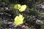 Grielum humifusum - Pietsnot,Desert primrose,Duikerwortel - Potsberg blomme -5z - 23 Aug 2012 231 (Small)