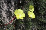 Grielum humifusum - Pietsnot,Desert primrose,Duikerwortel -  Potsberg blomme -5z - 23 Aug 2012 232 (Small)