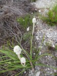 Lanaria lanata -  Perde kapok,  kapokblom, Cape Edelwiss - Fernkloof  12z  - Nov 2012 004 (Small)
