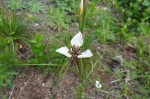 Moraea unguiculata - Wituintjie - Cecelia waterval - 6 Okt 2012 048 (Small)