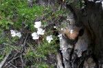 Nemesia affinis - Skeepswrakke 5z- 2 Sept 2012 014 (Small)