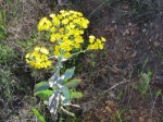 Othonna parviflora - Bobbejaankool -Goudini 30z - Sept 2012 033 (Small)