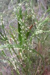Struthiola striata - Roemanaggie - Cecelia waterval - 6 Okt 2012 035 (Small)