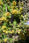 Tetragonia fruticosa - Kinkelbossie -  Potsberg blomme -5z - 23 Aug 2012 207 (Small)