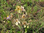 Wachendorfia paniculata - Koffiepit - Rooikanol -  Darling blommeskou 30z - 14 Sept 2012 103 (Small)