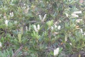 Cunonia capensis - Rooi Els - Boomslang - mrt 2014 - SAM_6149 (2) (Medium) (Small)